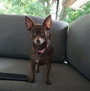 Meet your Posher, Shannon